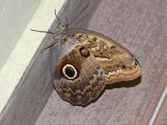 Caligo telamonius