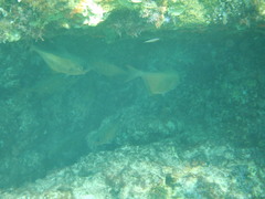 Pempheris rhomboidea