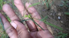 Microstachys chamaelea