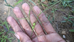 Microstachys chamaelea