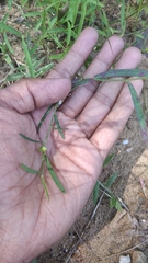 Microstachys chamaelea