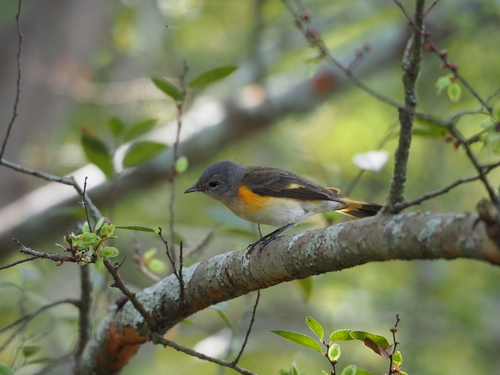 Setophaga ruticilla image