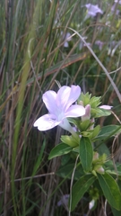 Barleria cristata