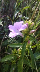 Barleria cristata