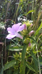 Barleria cristata