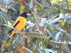 Coccothraustes abeillei