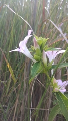 Barleria cristata