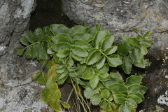 Gingidia montana