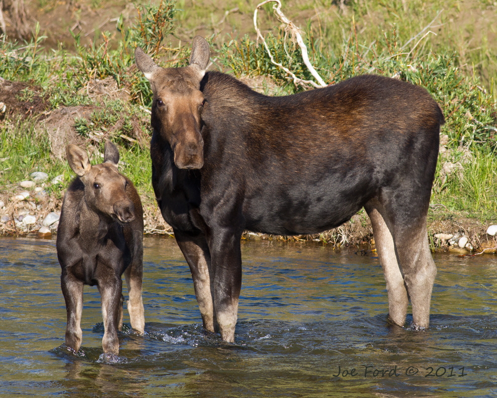 Moose (Carmacks BioBlitz) · iNaturalist