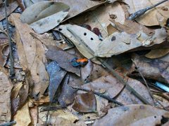 Ranitomeya reticulata