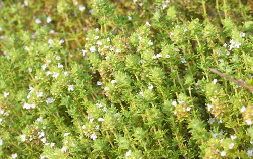 Portuguese Thyme (Thymus carnosus)