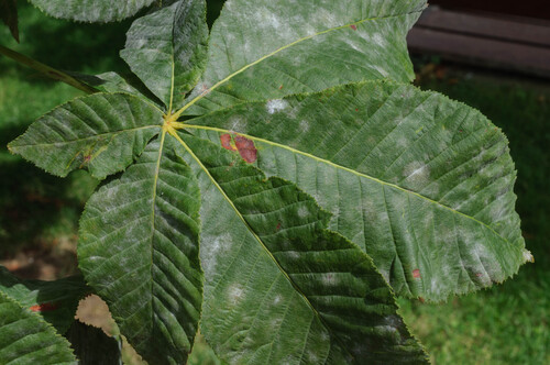 Erysiphe flexuosa (Peck) U.Braun & S.Takam.