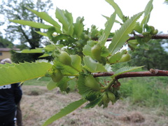 Dryocosmus kuriphilus