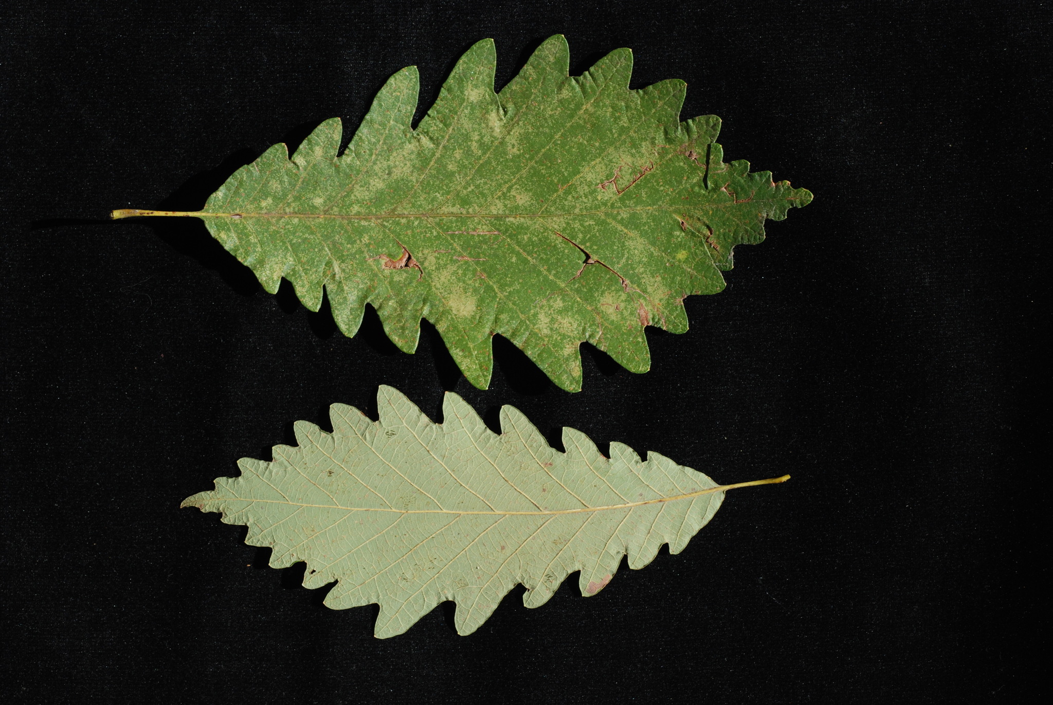Quercus X beadlei