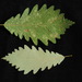 Quercus × beadlei - Photo (c) Douglas Goldman, algunos derechos reservados (CC BY), subido por Douglas Goldman