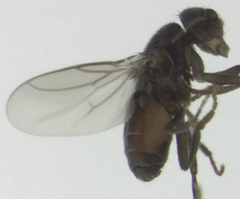 Trachyopella lineafrons