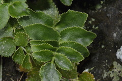 Gingidia montana