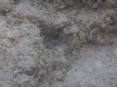 Apogonichthyoides pharaonis