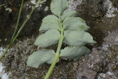 Gingidia montana