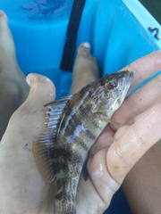 Paralabrax nebulifer