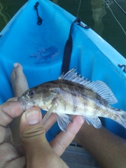 Paralabrax nebulifer