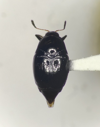Scaphidium piceum