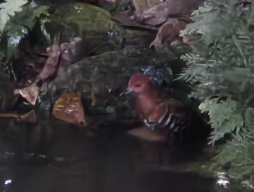 Red-legged Crake (Rallina fasciata), photo 6