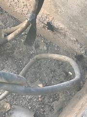 Paraphrynus carolynae