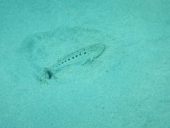 Spotted Weever photo 2
