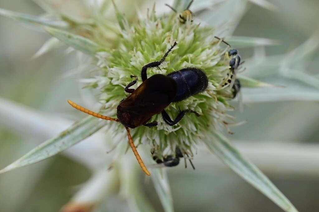 Scolia varicolor
