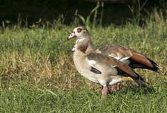 Alopochen aegyptiaca