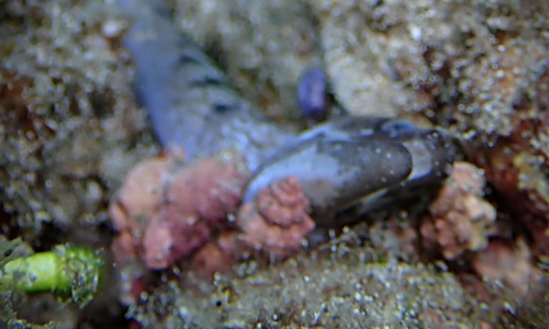 Mancinella armigera observed 2019-10-12