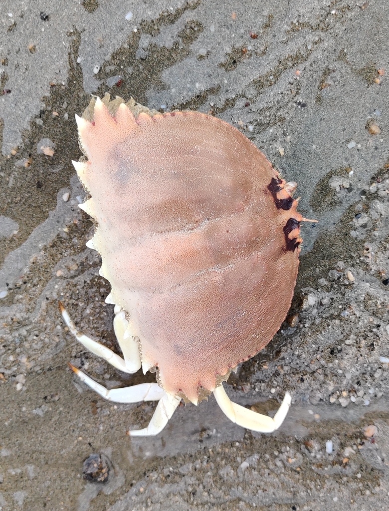 Spectacled Box Crab