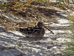 Gallinago andina