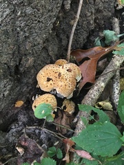 Pseudoinonotus