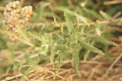 Achillea millefolium