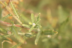 Achillea millefolium