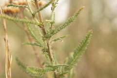 Achillea millefolium