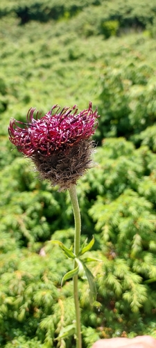 Centaurea kotschyana, photograph 5