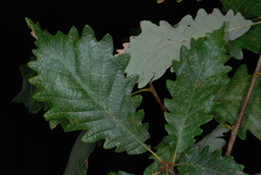 Quercus × beadlei