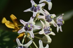 Calotropis gigantea