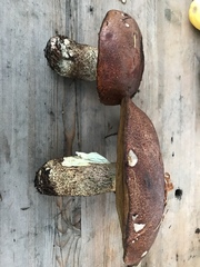 Leccinum manzanitae