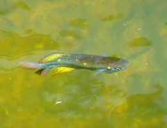 Melanotaenia splendida splendida