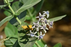 Calotropis gigantea