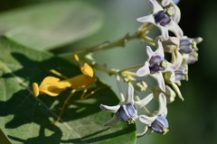 Calotropis gigantea