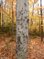 Cryptococcus fagisuga