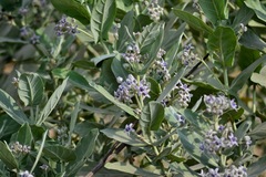 Calotropis gigantea
