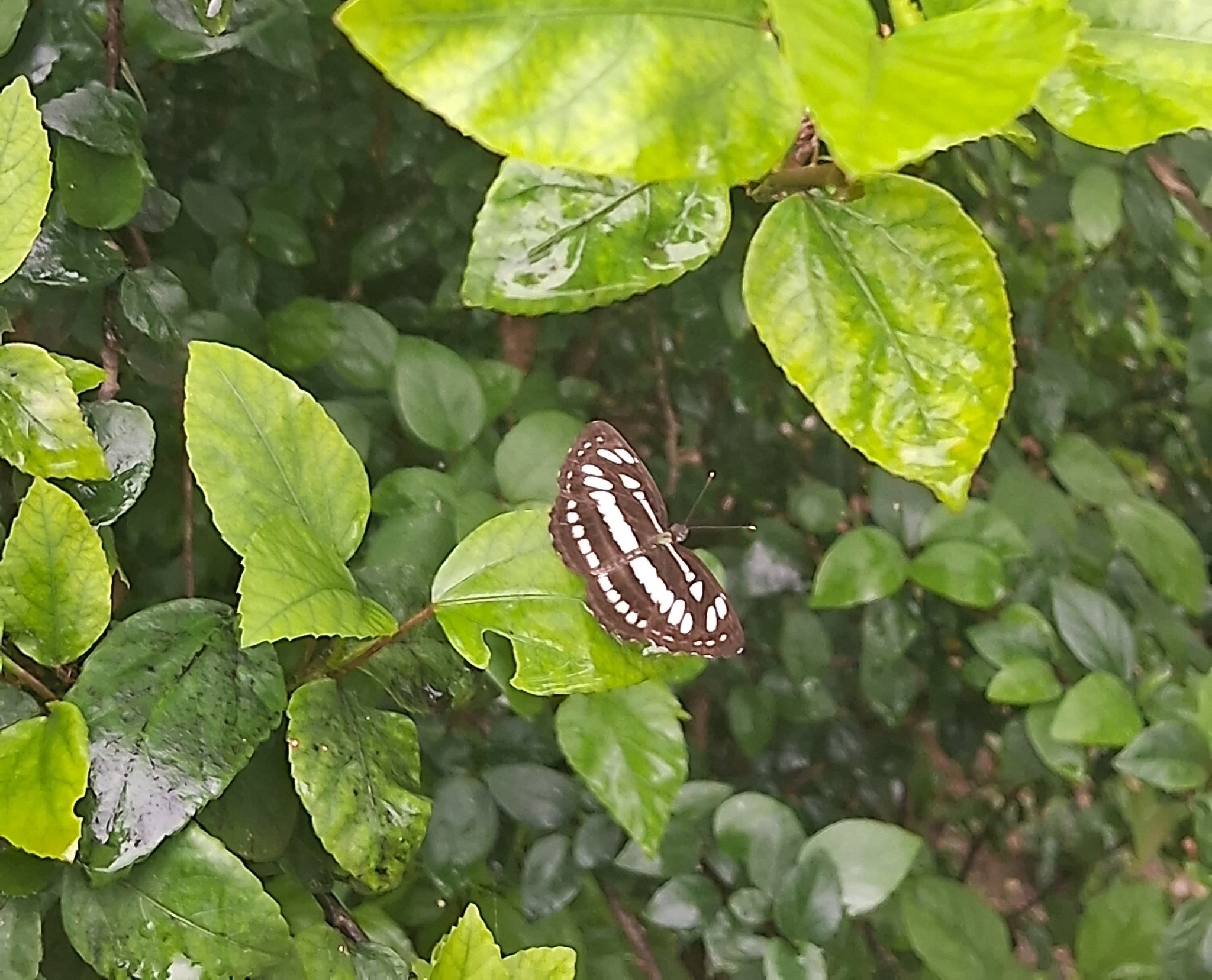 Common Sailer