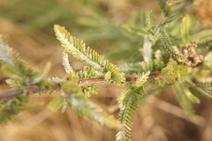 Achillea millefolium
