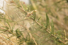 Achillea millefolium